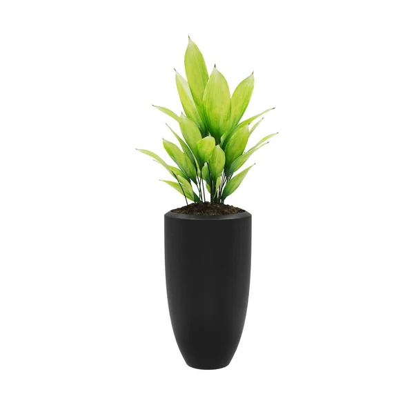 Dekoracyjna żeliwna roślina obsadzona w garnku ceramicznym — Zdjęcie stockowe