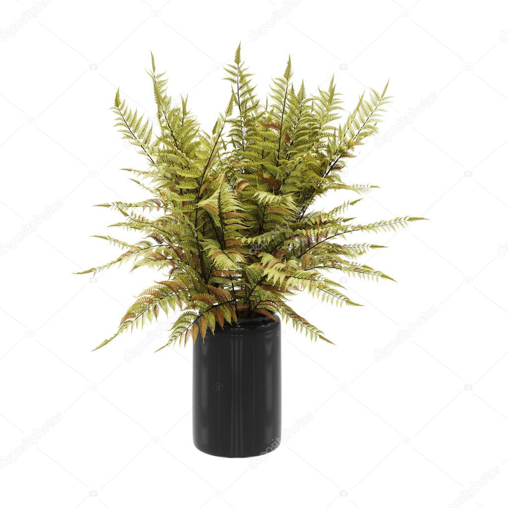 Decorative dryopteris ferns plant planted black ceramic pot