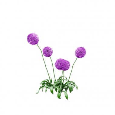 Dekoratif Allium giganteum bitki beyaz arka plan üzerinde izole.