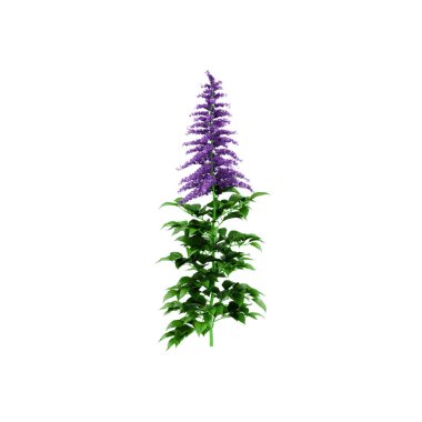 Dekoratif Veronica longifolia bitki beyaz backgroun izole