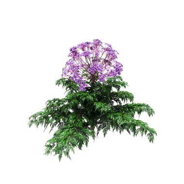 Decorative Verbena officinalis plant isolated on white backgroun clipart