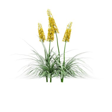 Decorative eremurus stenophyllus plant isolated on white backgro clipart