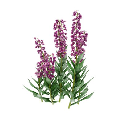 Dekoratif Fireweed, loosestrife bitki beyaz backgro izole