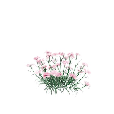 Dekoratif Karanfil vahşi bitki beyaz arka plan üzerinde izole.