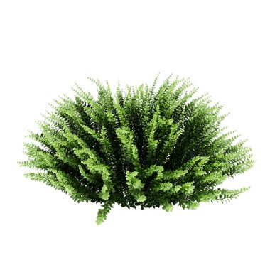 Dekoratif Japon holly, Kutu wh izole holly bitki bıraktı