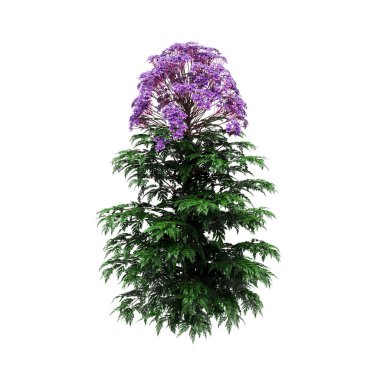 Dekoratif Verbena officinalis bitki beyaz backgroun izole