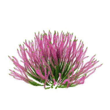 Dekoratif Heather Calluna vulgaris bitki beyaz sırt izole