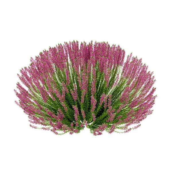 Planta decorativa Heather Calluna vulgaris isolada nas costas brancas — Fotografia de Stock