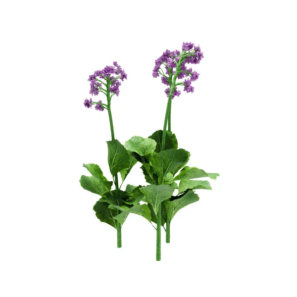 Декоративное растение primula frondosa изолировано на белом фоне . — стоковое фото