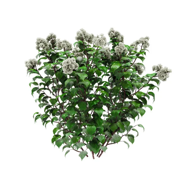 Planta de hortênsia francesa branca decorativa isolada em backgr branco — Fotografia de Stock