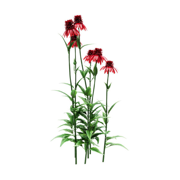 Decorative Red Coneflower, Echinacea purpurea plant isolated on 