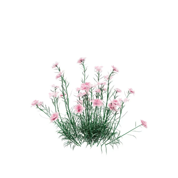 흰색 배경에 고립 장식 카네이션 야생 식물. — 스톡 사진