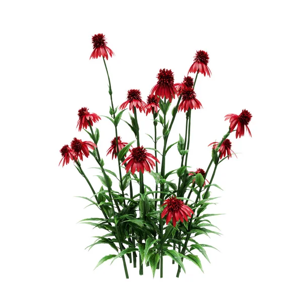 Decorative Red Coneflower, Echinacea purpurea plant isolated on — Stock Photo, Image