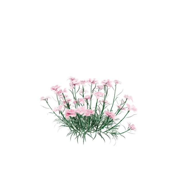 Decorative Carnation wild plant isolated on white background. — Stock Photo, Image