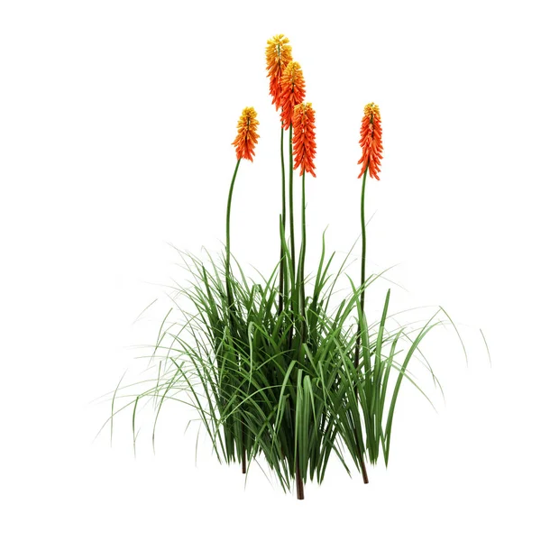 Dekorativa Red Hot Poker Plant isolerade på vit bakgrund. — Stockfoto