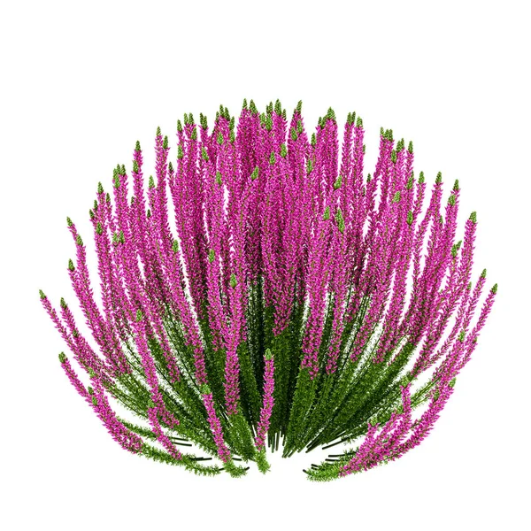 Planta decorativa Heather Calluna vulgaris isolada nas costas brancas — Fotografia de Stock