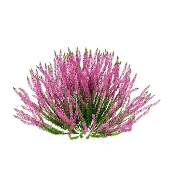 Planta decorativa Heather Calluna vulgaris isolada nas costas brancas — Fotografia de Stock