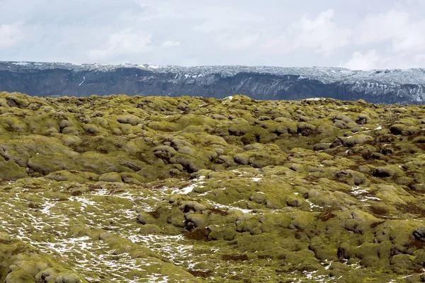 moss fields in Iceland