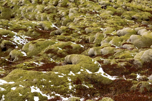 moss fields in Iceland