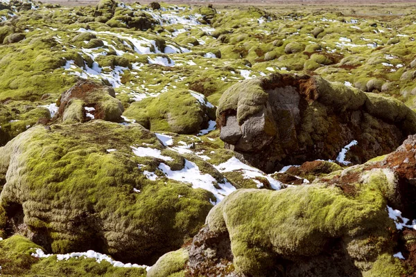 青苔领域在冰岛 — 图库照片