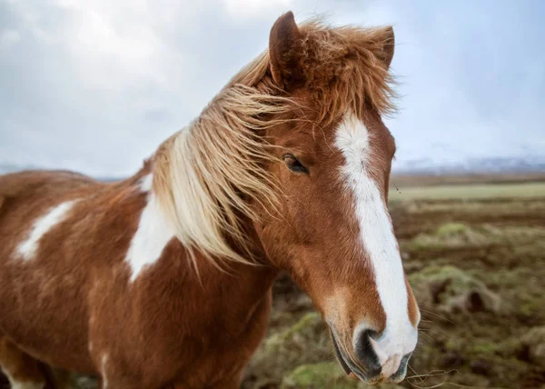 马在冰岛的性质 — 图库照片