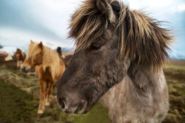 Caballos Naturaleza Islandia — Foto de Stock