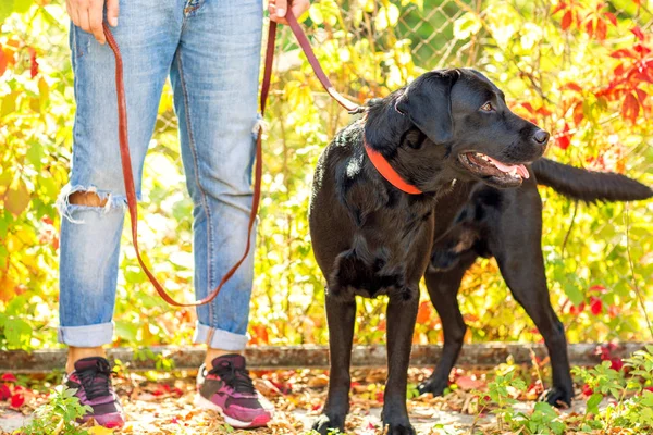 Tipo Con Perro Pasea Parque Otoño —  Fotos de Stock