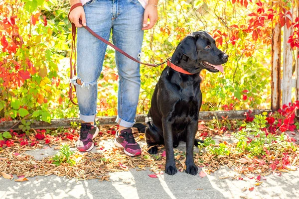 犬と男の秋の公園で散歩します — ストック写真
