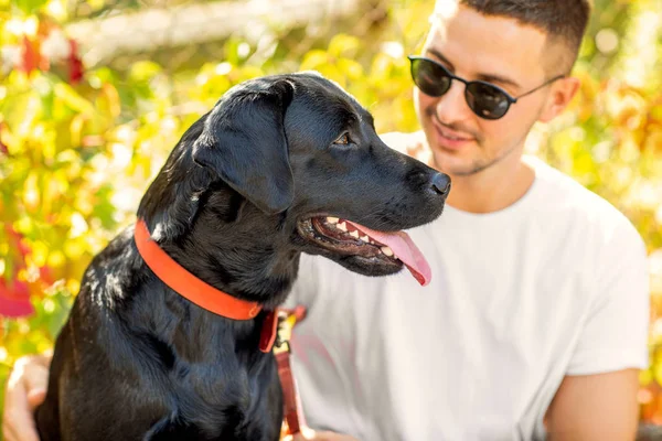 Cara Com Cão Caminha Parque Outono — Fotografia de Stock