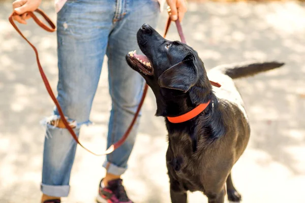 Adam Bir Köpek Ile Bir Parkta Sonbaharda Yürür — Stok fotoğraf