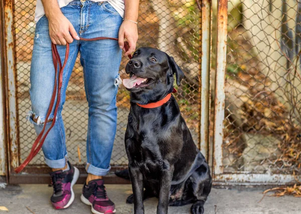 Killen Som Kramas Med Hans Hund Labrador Spelar Parken — Stockfoto