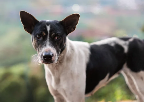 Perro en las montañas de Tailandia — Foto de Stock