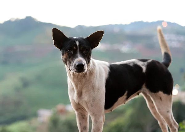 Hund i bergen i Thailand — Stockfoto