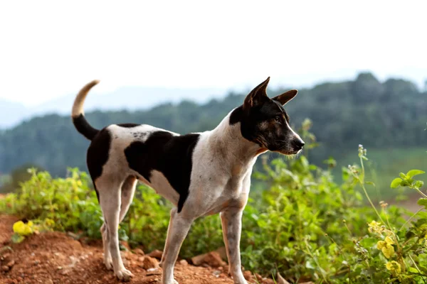 Hund i bjergene i Thailand - Stock-foto
