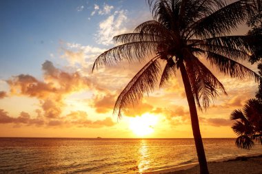 tropikal palmiye ağaçları ile denizde günbatımı