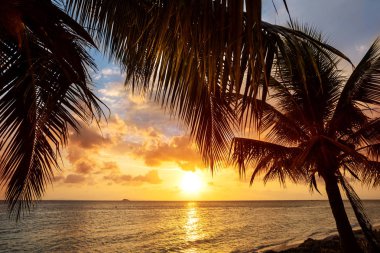 tropikal palmiye ağaçları ile denizde günbatımı