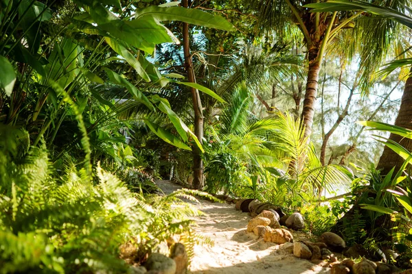 Coucher de soleil jungle tropicale fond — Photo