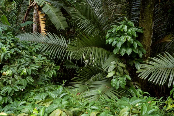 Palmeras en las selvas de Indonesia —  Fotos de Stock