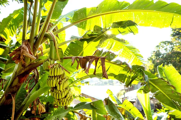 Palmera de plátano en la selva — Foto de Stock