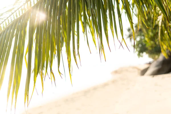 Palm trees on an island in Thailand — Stock Photo, Image