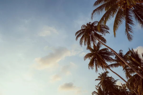 Palmbomen op een eiland in Thailand — Stockfoto