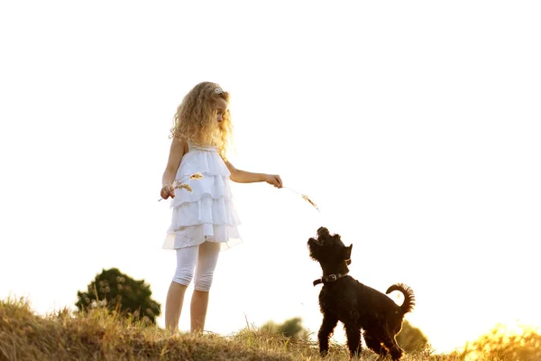 Bir köpek ile küçük kız gün batımında parkta oynar — Stok fotoğraf