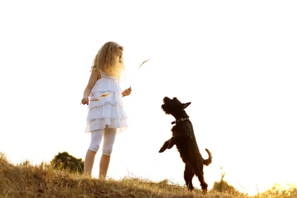 Bir köpek ile küçük kız gün batımında parkta oynar — Stok fotoğraf