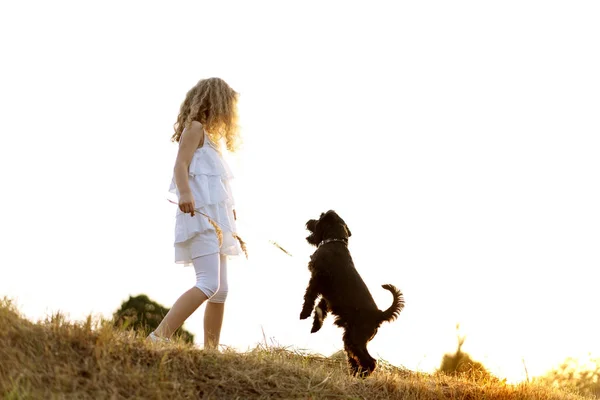 Liten flicka med en hund leker i parken vid solnedgången — Stockfoto