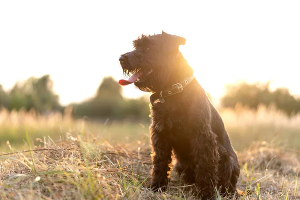 Miniatyr Schnauzer hund leker på solnedgång — Stockfoto