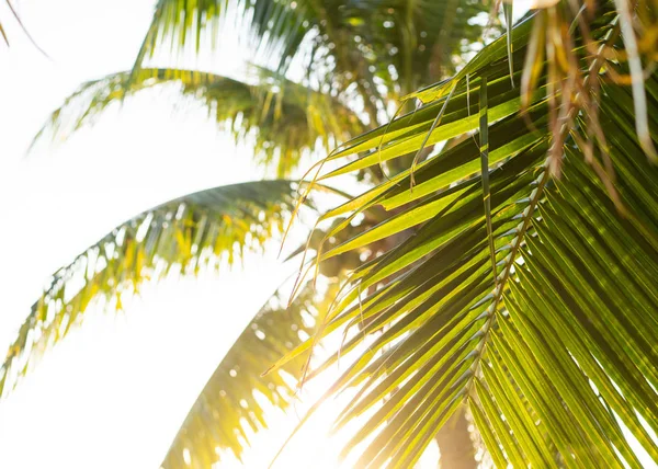 Freelancer girl with a computer among tropical palm trees work on the island — Stock Photo, Image