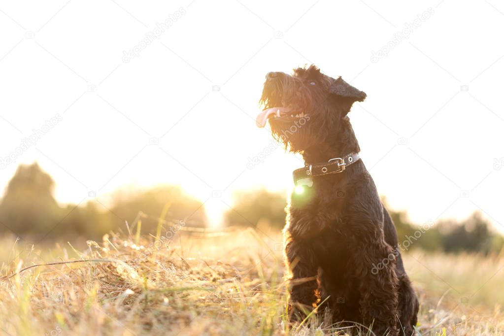 miniature schnauzer dog plays at sunset
