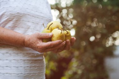 Armut tutan yaşlı bir kadının elleri. Gezegen koruma