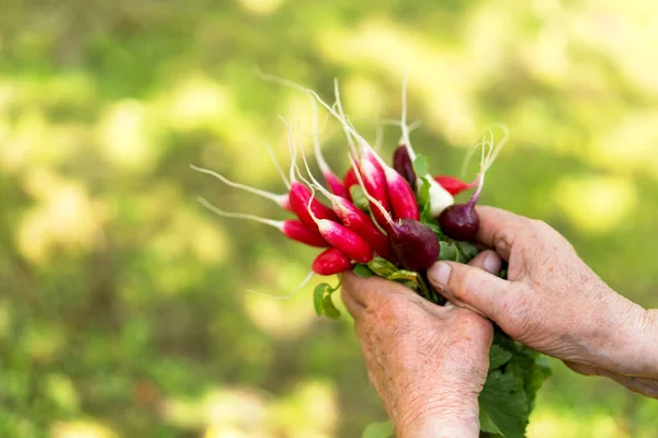 Exposition Fresh Organic Radish Vegetablesin Hands — Stock Photo, Image