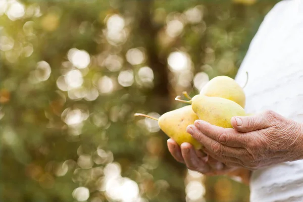Hands Old Woman Hold Pears Planet Conservation — Stock Photo, Image